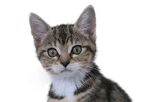 tabby